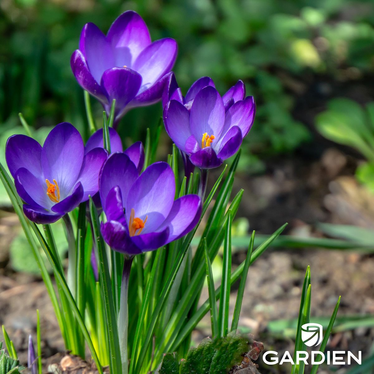 Clocks move forward this Sun, 3/8, so it's a great time to start thinking about #planting #perennials!  Start the season off right so you can grow more of what matters to you.  ow.ly/C24v50yFjnD #springforward #daylightsavings #gardienproducts #thewaytogrow #livelovegrow