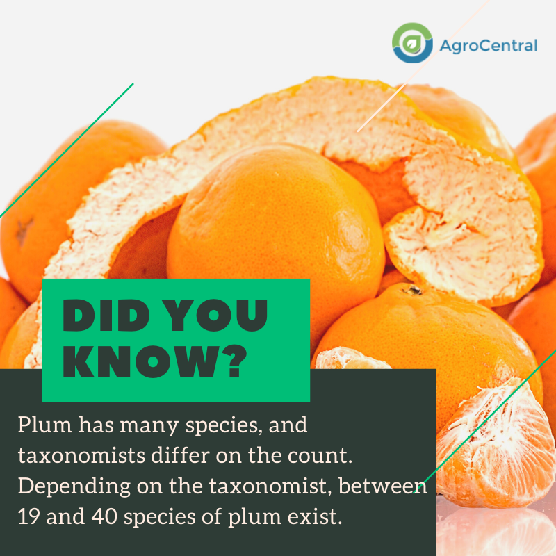 Plum has many species, and taxonomists differ on the count. Depending on the taxonomist, between 19 and 40 species of plum exist.