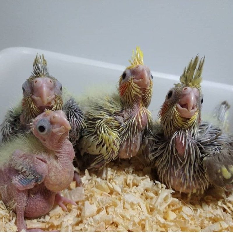 MostIyEating's tweet photo. UGLY BIRBS ! https://t.co/5SvxsSeARE