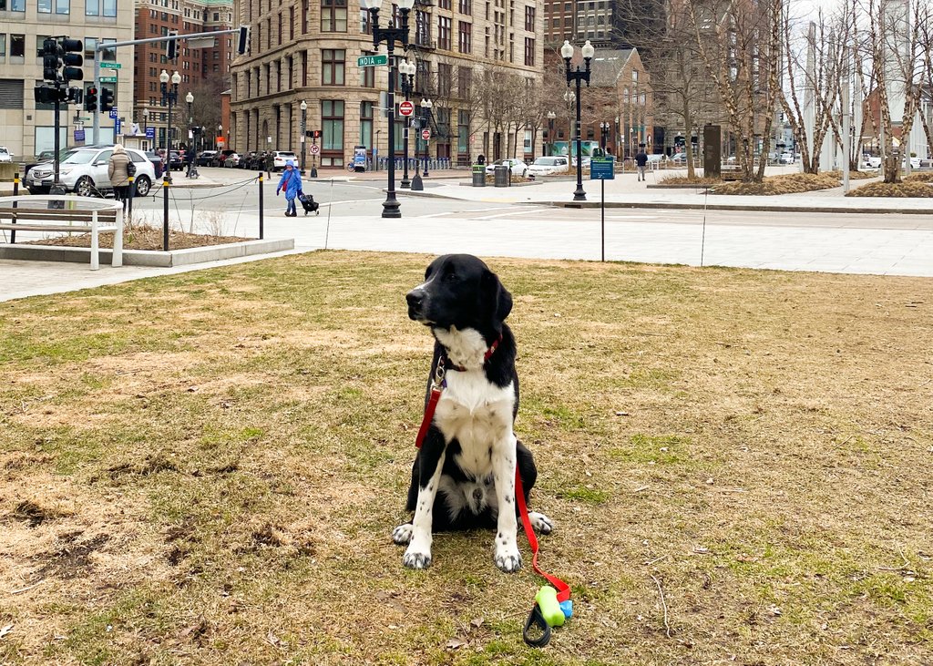 issues_group's tweet photo. Our CFO Steve McElhinney brought Mulligan to work at SM&C today! These two took advantage of #NationalUnpluggingDay by taking a stroll to the @HelloGreenway. 🌱🐕
#SMCPR #ADogsLife https://t.co/KTm7RzYuro