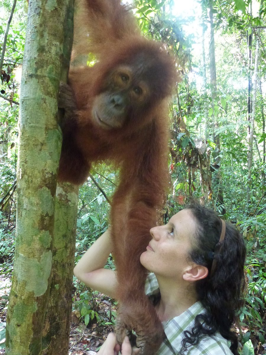 OrangutanTOP's tweet photo. We're excited! Kylie Bullo is leading her "Reach for The Canopy Tour" this August. Kylie, our Conservation Manager, is a dynamic, engaging guide, and she's worked alongside Leif for over 20 years https://t.co/PikQkTdQcC #TheOrangutanProject #BorneoAdventure #SeeOrangutans #TOP https://t.co/TbaSnfYeew