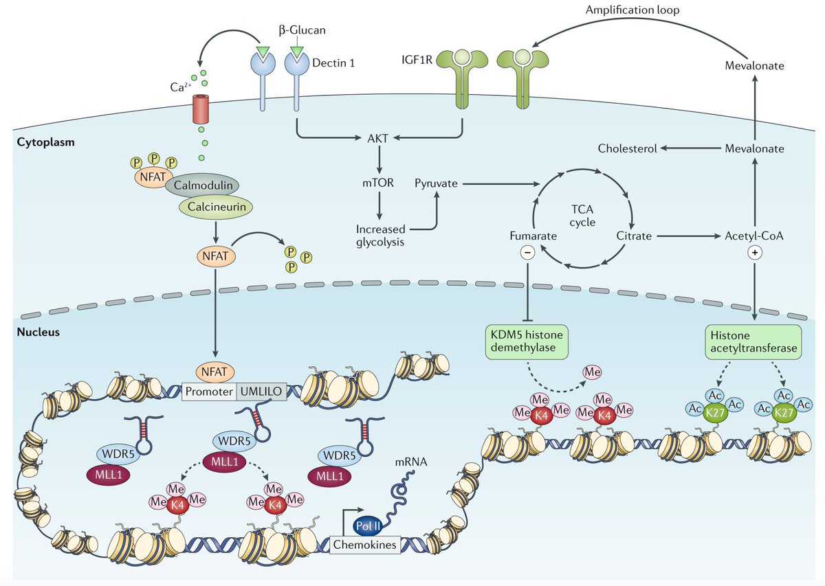 mmw_lmw's tweet photo. #Trained_Immunity and Tolerance | Interplay between epigenetics and metabolism | Eicke Latz @UniBonn @NatRevImmunol https://t.co/8X2ikIstZV https://t.co/xzRrxjUKpr