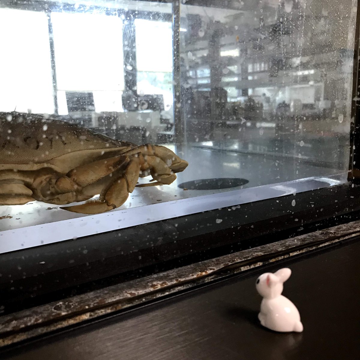 PacificUBiology's tweet photo. Several tiny bunnies, and now a duck, have been spotted around Strain Hall. How many others have you found? https://t.co/wNVIGTIh6Y