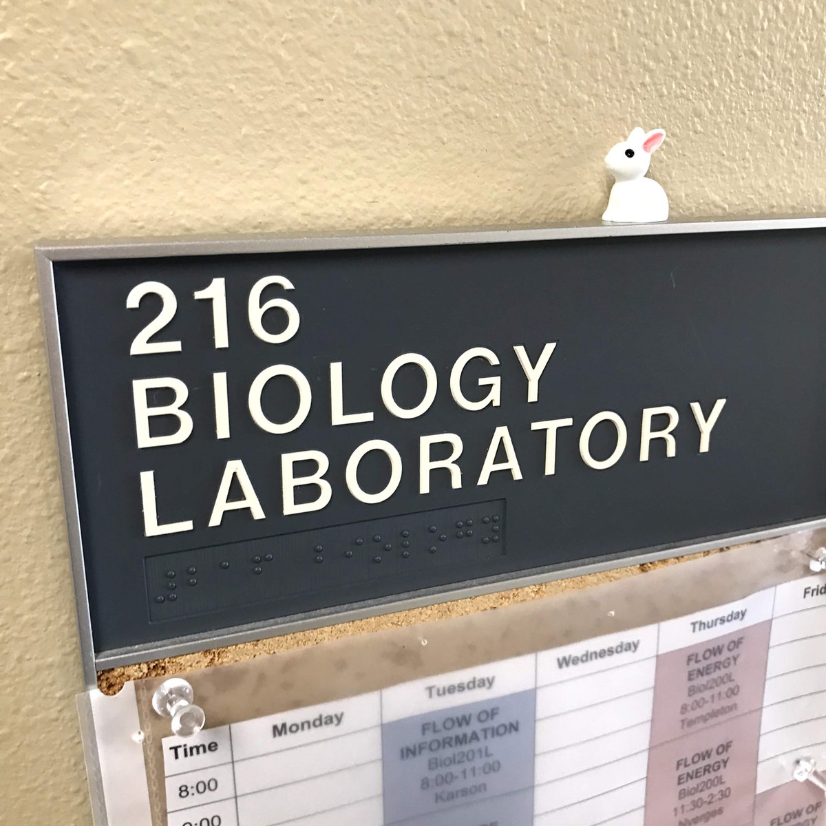 PacificUBiology's tweet photo. Several tiny bunnies, and now a duck, have been spotted around Strain Hall. How many others have you found? https://t.co/wNVIGTIh6Y