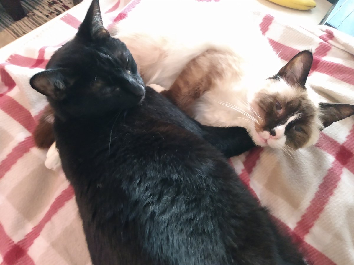 FayThompsonAuth's tweet photo. My quilt is protected under a throw -- this is WHY!! The black one is Bandit the Siamese is Boots. They are normally not snugglebuddies but the opportunities to lay on the quilt are irresistable. Derbs. #cats #quiltingproblems https://t.co/uX7ArPMiLf
