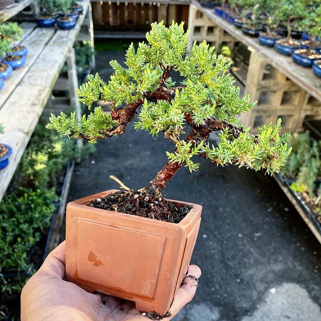 easternleaf's tweet photo. The little juniper from our branch selection video found a new home today in this little pot. #bonsai #bonsaitree #juniperbonsai #juniper #bonsailife #repottingseason https://t.co/QH2LH2ATRY https://t.co/TsvnFOGbTy
