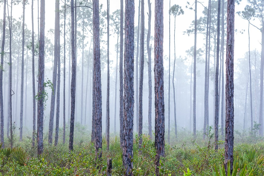 A moody, misty morning in Ocala National Forest. #wildflorida #KeepFloridaWild