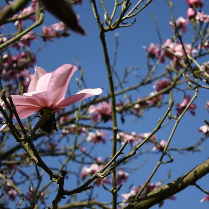 RHS_Rosemoor's tweet image. We have some magnificent #magnolias coming into flower, especially in Lady Anne’s Garden. This is a gorgeous Magnolia campbellii next to #RosemoorHouse 
There are also several in the corner of the #WinterGarden (2nd Photo) budding up nicely.

@VisitDevon @lovenorthdevon #devon