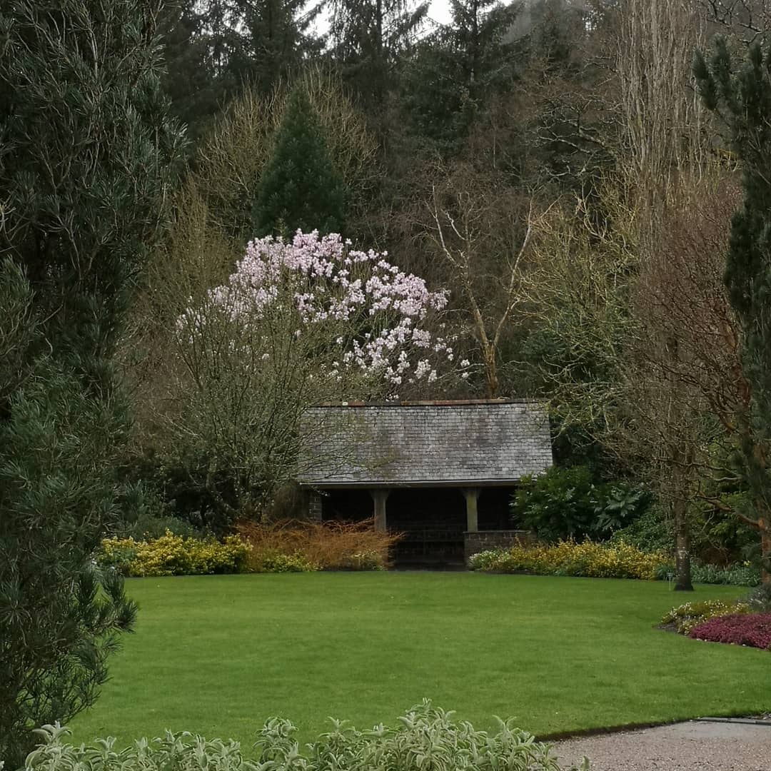 RHS_Rosemoor's tweet image. We have some magnificent #magnolias coming into flower, especially in Lady Anne’s Garden. This is a gorgeous Magnolia campbellii next to #RosemoorHouse 
There are also several in the corner of the #WinterGarden (2nd Photo) budding up nicely.

@VisitDevon @lovenorthdevon #devon