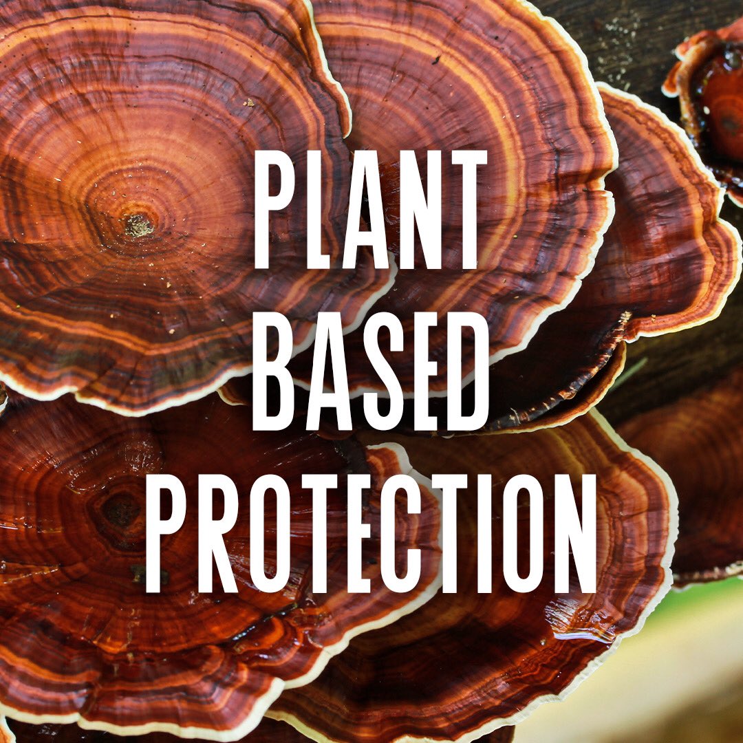 drink_synergy's tweet photo. Feeling fatigued from the week? Jumpstart your weekend with GT's ALIVE. Reishi, one of its key ingredients, has powerful adaptogenic properties that can help reduce oxidative stress.

#GTsKombucha #TGIF #Adaptogens #AdaptogenicTea #GuayusaTurmeric #Reishi #Chaga #TurkeyTail https://t.co/MMw3b6pkxo