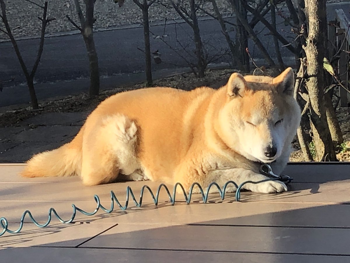 ひろ ぽんこつ 日向ぼっこ犬