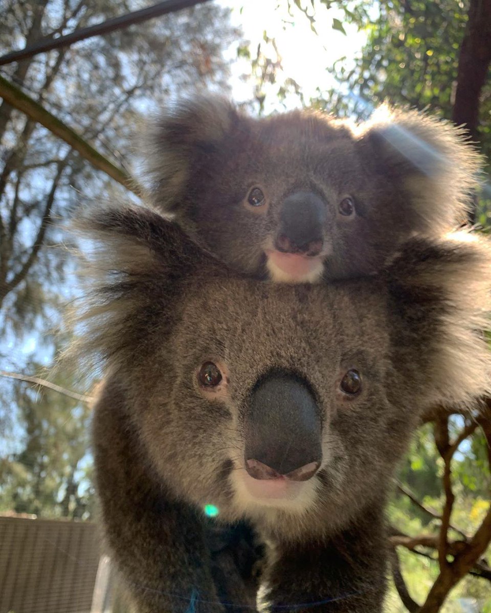 Heading into the long weekend like this 🐨 you can catch these smiling faces at Melbourne Zoo every day of the year and just a short tram ride from the CBD. <a href="/ZoosVictoria/">Zoos Victoria</a> (via IG/maddyyjamieson).