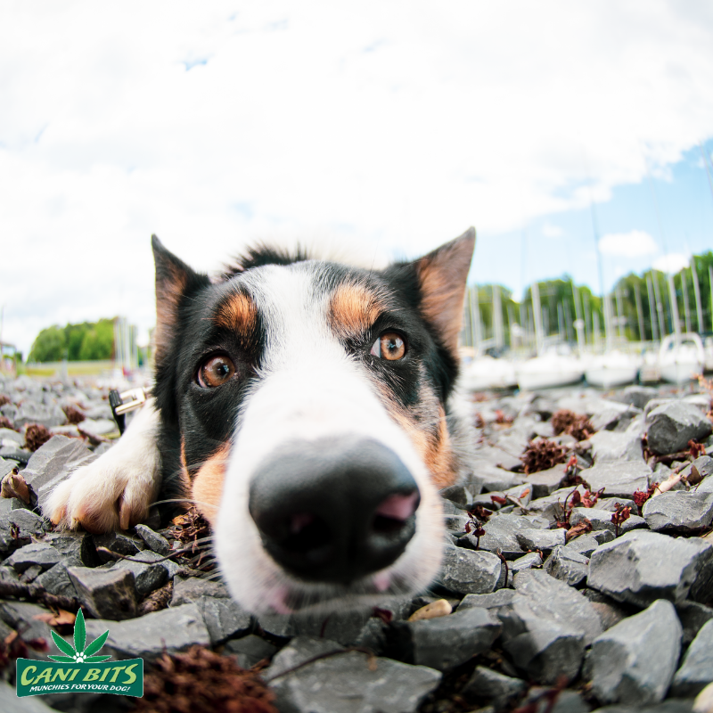 CaniBits's tweet photo. Fun Fact Friday! 

Did you know?
Just like human fingerprints, no two dogs' nose prints are alike.
👃👃 https://t.co/GfmnFpa1Ph