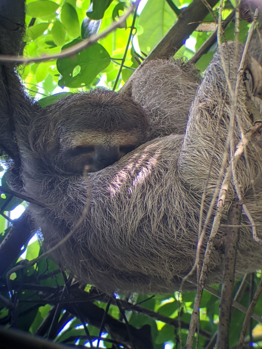 just2hikers's tweet photo. Corcovado National Park https://t.co/ZA83HWkrkh https://t.co/bYl5AwBy4x