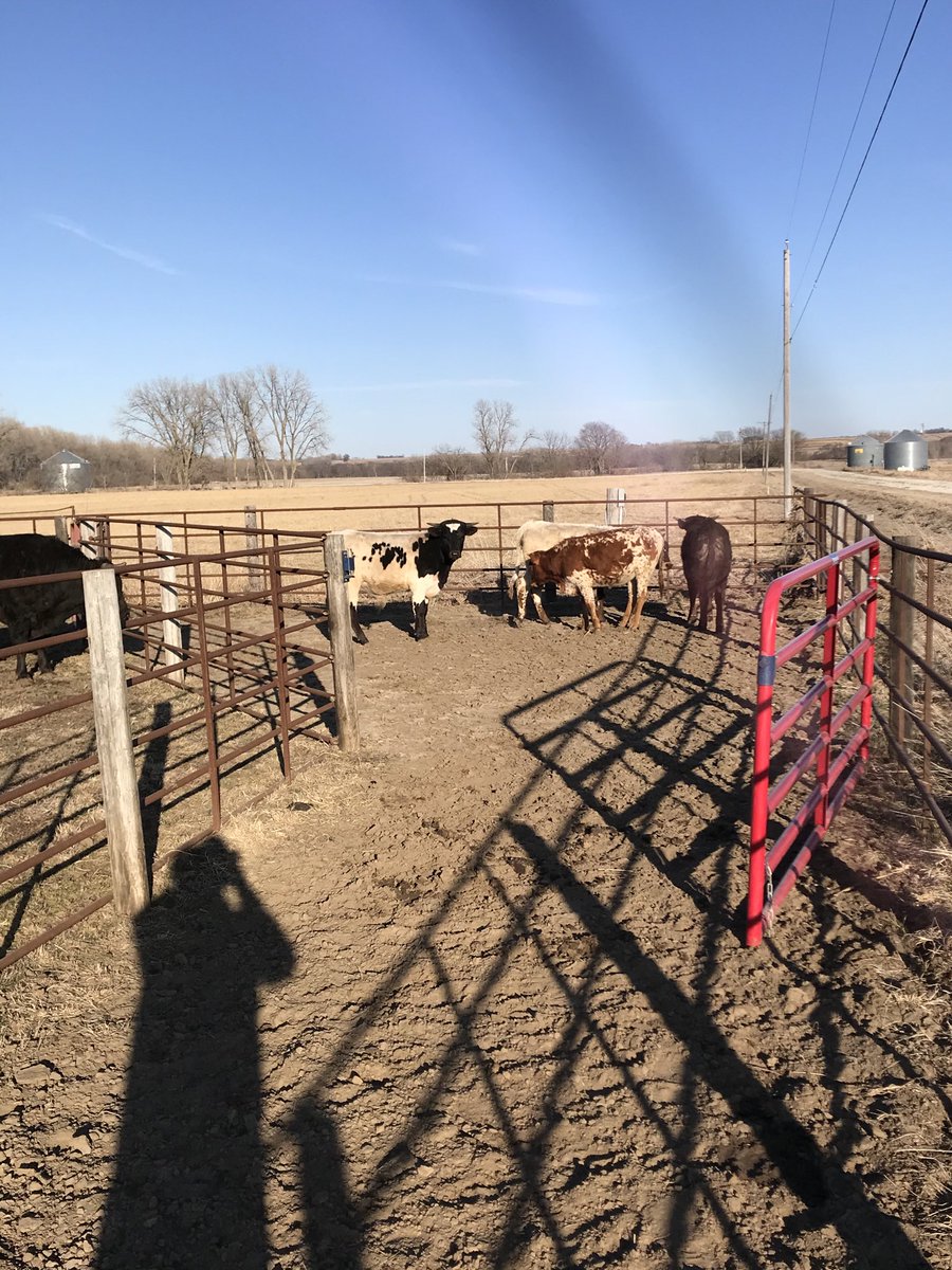 Roping season early??