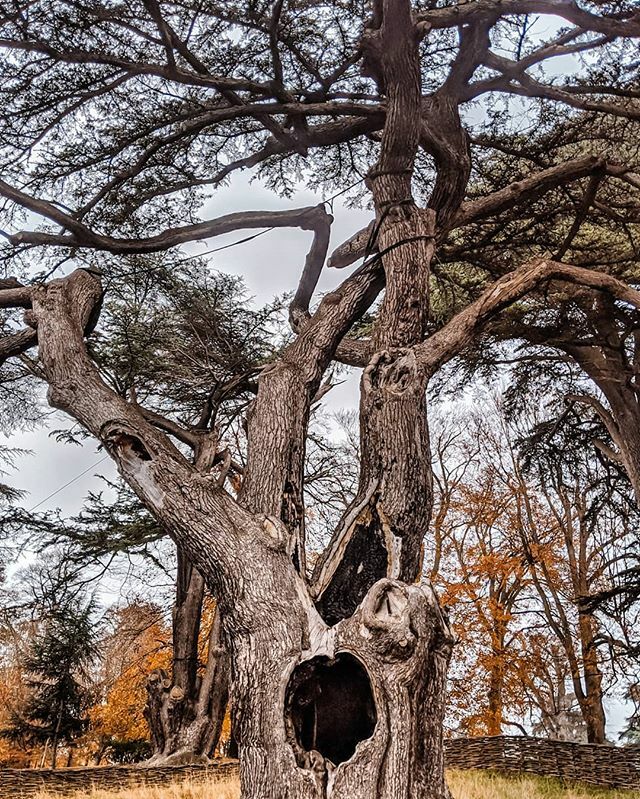 liquidgrain's tweet photo. The actual Whomping Willow! https://t.co/w8ZcwPXMGN
