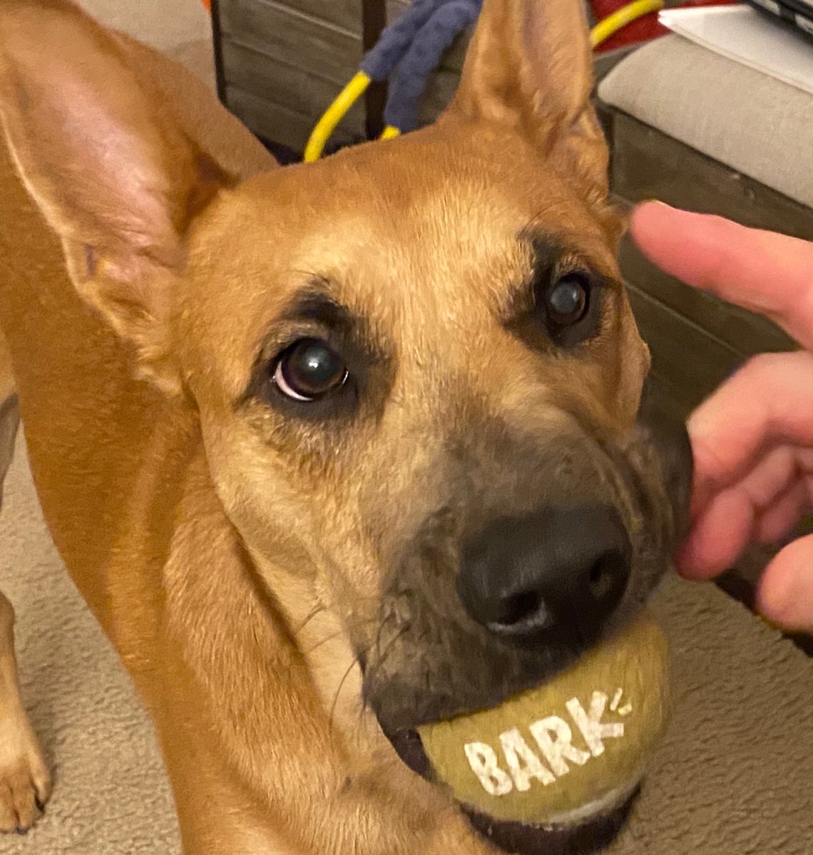 sandersen99's tweet photo. @BarkShop Lola with her first bark box. Can’t wait for the next one!
#barkbox #dogsoftwitter #playingwithtennisballs #excited https://t.co/MsZncXXjlo