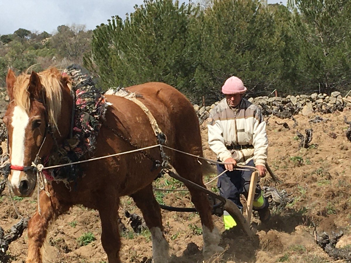 True horsepower in the #gredos. Like it's been done for centuries.