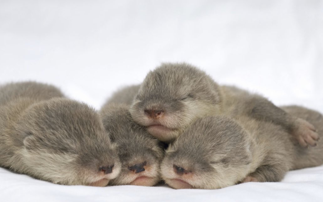 Valor Esg No Twitter Nutria Bebe Sabias Que Las Nutrias Son De Los Animales Mas Tiernos Ya Que Duermen Agarradas De Patitas Para Que La Corriente No Los Separe Naturaleza Conociendo Valor Esg No Twitter Nutria Bebe Sabias Que Las Nutrias Son De Los Animales Mas Tiernos Ya Que Duermen Agarradas De Patitas Para Que La Corriente No Los Separe Naturaleza Conociendo