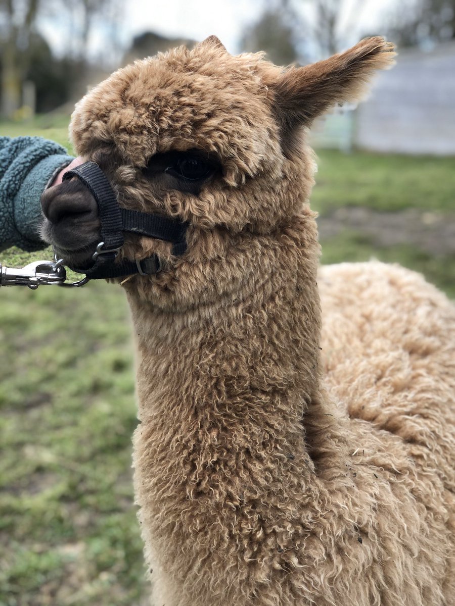 MillFarmDorset's tweet photo. Here he is, Fozzie the alpaca, all harnessed up today. Such a proud and beautiful boy! 🥰🥰🥰 #FridayFeeling #dorset https://t.co/gIUUC4foro