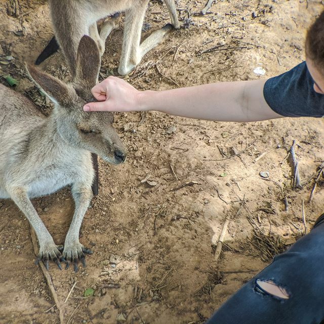 HalifaxReplicas's tweet photo. We had a celebratory trip out to the local wildlife sanctuary. Very fun to hang out with native animals and support the research and aid going to care for them.

All money raised from raffle entries will go directly to charity. 
#halifaxreplicas #propsto… https://t.co/D34RG72Ju4 https://t.co/cQrmI4KrBs