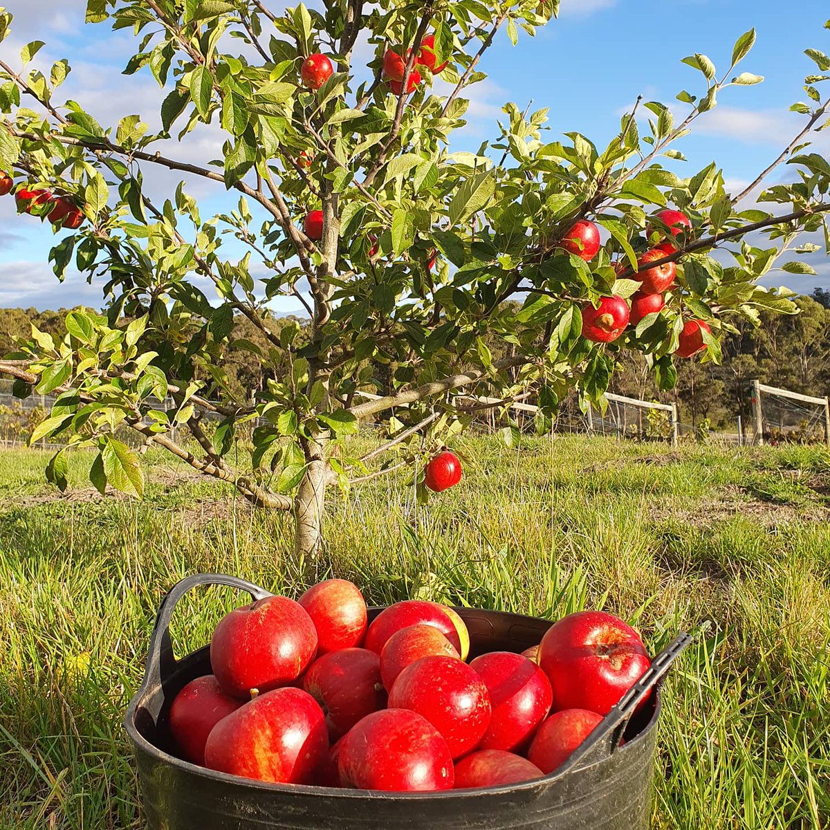You beauty! This amazing red apple is the Kingston Black, a cultivar originating from the United Kingdom. Despite it's name there is not a black hue in sight on this apple. This is going to be an awesome cider 🍎
#ciderlover #tamarvalley #tascidertrail