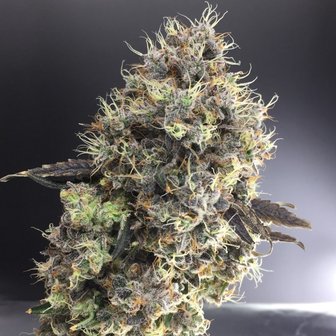 Shift Cannabis tweet media