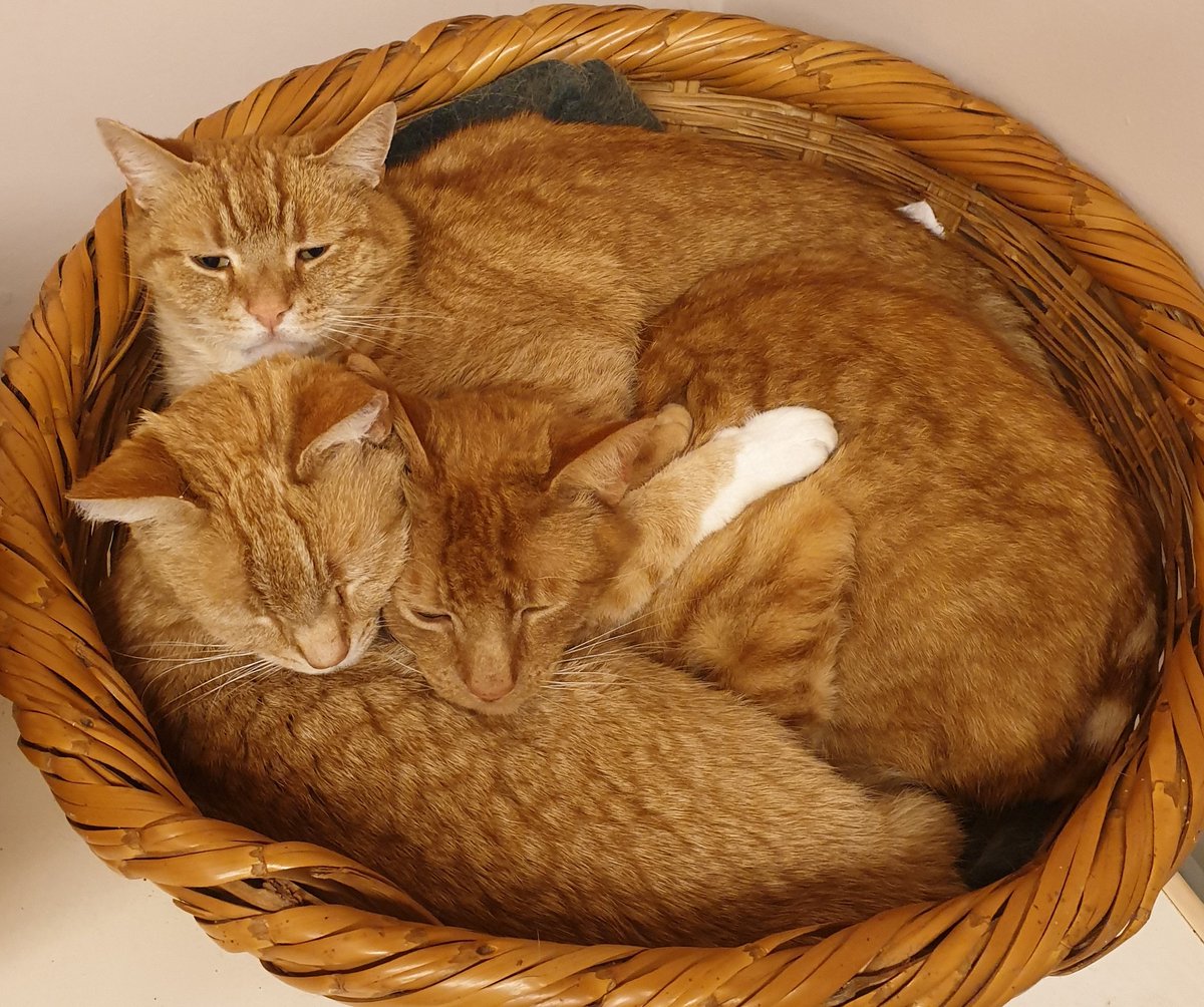 sunkfarmer's tweet photo. They had me worried #emptybasket #gingerninjas @sunkmoggies Buggers are all in the smaller basket #Wilma #Fred #Barney ๐ผ๐ป๐ผ๐ป๐ผ๐ป https://t.co/HEglqABMa9