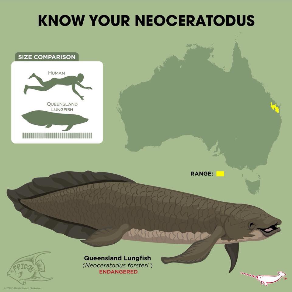 australian lungfish care