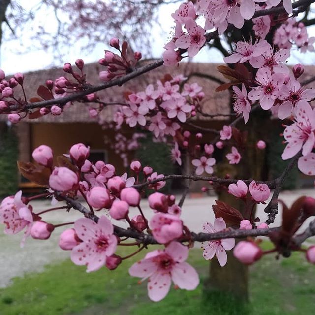 simona_silva's tweet photo. Quando mancano ispirazioni #flowerssayitall 🌷🌹🌻🌼🌺
*****
#celafaremo #momentidifficili #coronavirus

📸 https://t.co/fh640umAll via https://t.co/nl6T1x99KW https://t.co/z6Sp5oZsOF