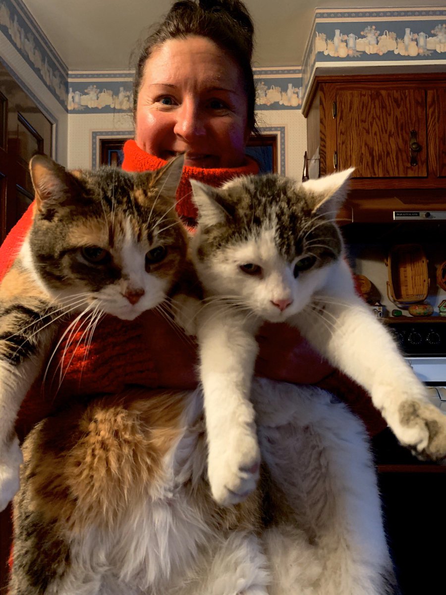 Clack1988's tweet photo. Three of my favorites! #dalovelyJenifer #Squeaky #Graymalkin πβ€οΈπ»π» https://t.co/301MLGY0Yh