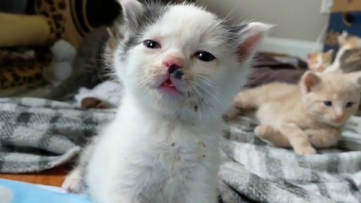 MeowMoeDotCom's tweet photo. Cute #Kitten #Meowing and Funny ...
 
#Cats #Cat #Kittens #Kitten #Kitty #Pets #Pet #Meow #Moe #CuteCats #CuteCat #CuteKittens #CuteKitten #MeowMoe
 
#CatFunnyVideos #CatKitten #CatMeowingNonStop #CatsAndKittensMeowing #CatsComrade
 
https://t.co/ZhoCgdtsXd
 
. https://t.co/jcfYyEfOmj