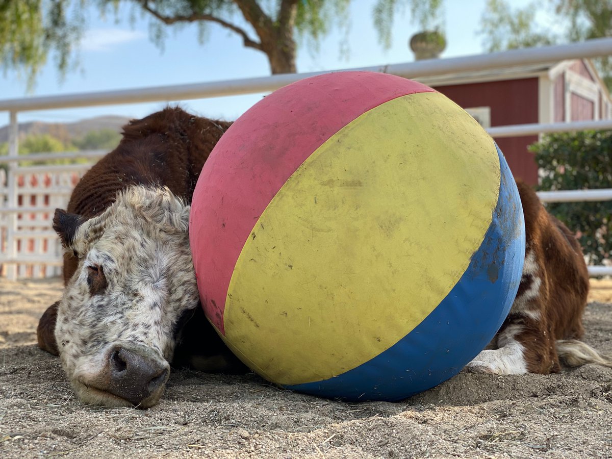 TheGentleBarn's tweet photo. Did you know cows curl up to snuggle just like cats? Karma loves to nap while snuggling a bouncy ball and it's the cutest. ❤️ https://t.co/agF44QVJgV
