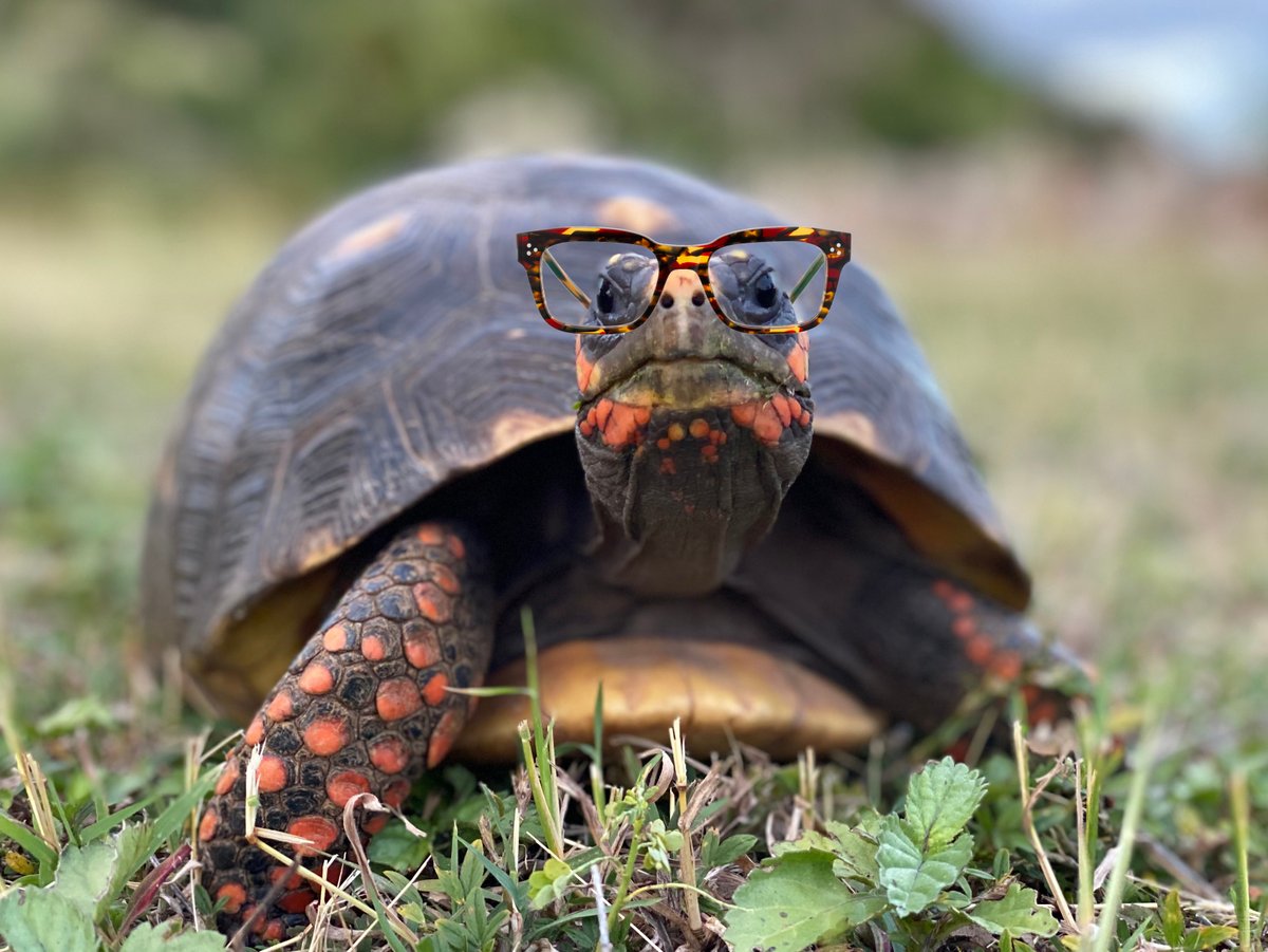 OptEyewear's tweet photo. Turtley awesome frames to help you come out of your shell.
.
#saturday  #weekend #punny #pun #jokes #punsfordays #dadjokes #rhodeisland #pvd #providenceri #newengland #eastsidepvd #providence #shoplocalri #waylandsquare #laeyeworks 🤣 https://t.co/o7wdvHpk5G