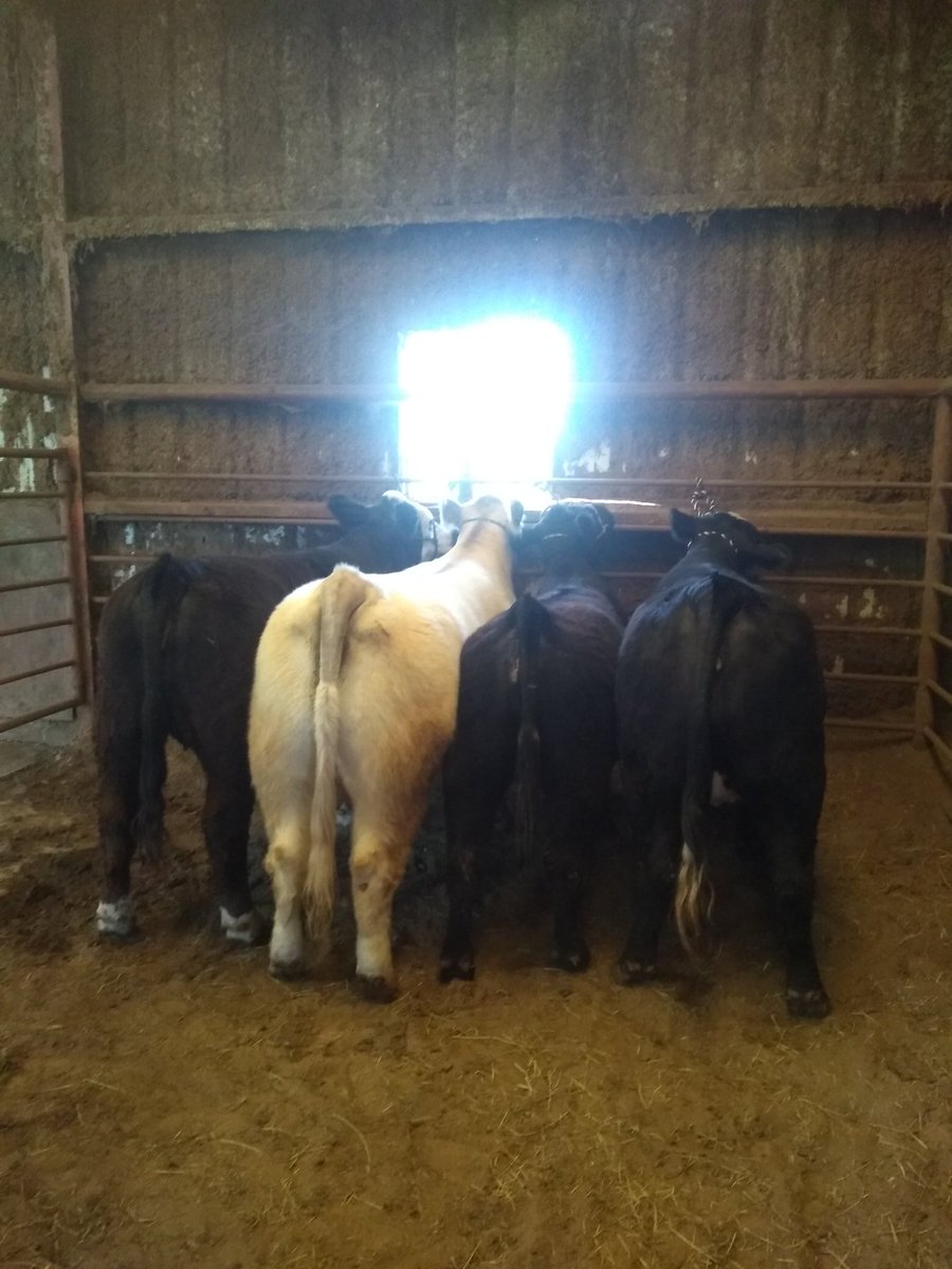 We hope everyone's Spring Break is off to a great start! Our members started their's off with a trip to the vet in preparation of HLSR next week. Stop by anytime in the next two weeks to see them with their animals!!!🐄🐖🐐🐑🐔