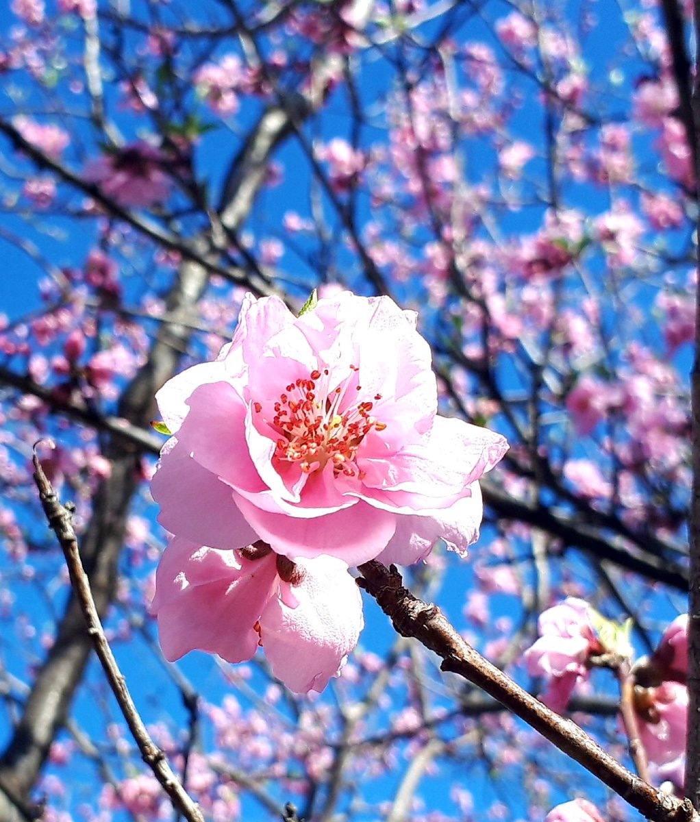ちこり 産地直送 Fwf I Mﾁｺﾘﾝ در توییتر おはようございます 桃の花が咲き始めました 花言葉は チャーミング 気立ての良さ 可愛い子ですね 花が好き 桃の花 花桃 花言葉 空がある風景 You39rt メルヘン同盟