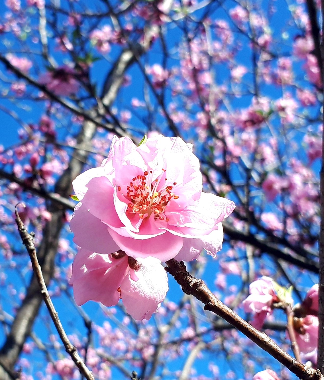 توییتر ちこり 産地直送 Fwf در توییتر おはようございます 桃の花が咲き始めました 花言葉は チャーミング 気立ての良さ 可愛い子ですね 花が好き 桃の花 花桃 花言葉 空がある風景 You39rt メルヘン同盟 T Co 7yinc5c5k9