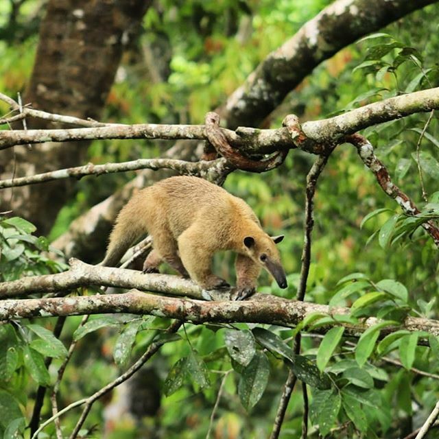 treehouse_lodge's tweet image. This is Lenguita, an anteater who was found at #treehouselodge a few years ago and now has come back to say hello! ❤️
.
.
¡Conoce a Lenguita, un oso hormiguero que fue encontrado en Treehouse Lodge hace unos años y ahora ha regresado a saludar!
.
.
.
.

#explorer #goexplore …
