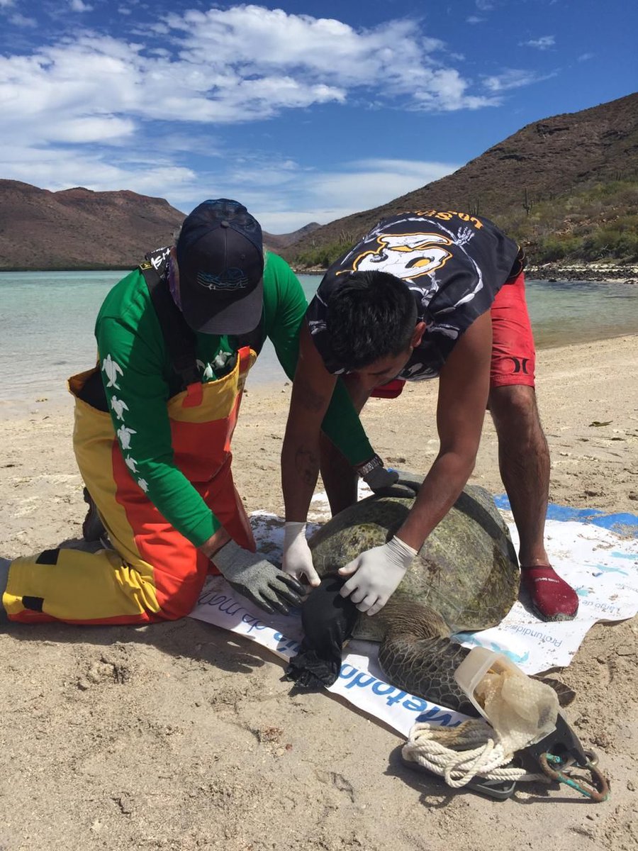 g_tortuguero_ca's tweet photo. #DondeEstaDonChuy: Monitoreo mensual de tortugas marinas en la Isla Espíritu Santo, La Paz, BCS. Agradecemos el apoyo de voluntarios de la UABCS, CICIMAR y de Los Cabos!
#PonteLaVerde #SomosTortugueros #LaPaz #PNZMAES #TortugasPrietas #EspeciesEnRiesgo #FaltaronLasCareys #ICAPO https://t.co/4U2fex6LXF