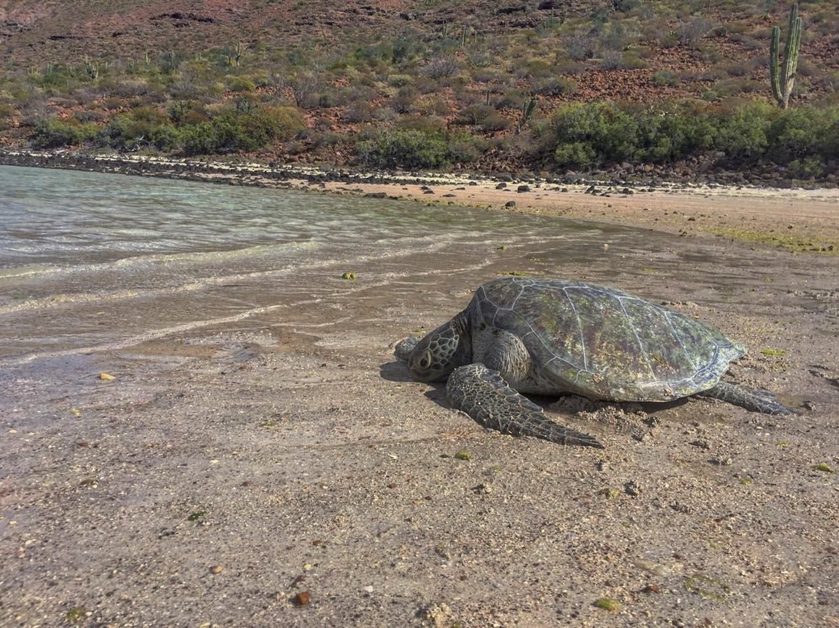 g_tortuguero_ca's tweet photo. #DondeEstaDonChuy: Monitoreo mensual de tortugas marinas en la Isla Espíritu Santo, La Paz, BCS. Agradecemos el apoyo de voluntarios de la UABCS, CICIMAR y de Los Cabos!
#PonteLaVerde #SomosTortugueros #LaPaz #PNZMAES #TortugasPrietas #EspeciesEnRiesgo #FaltaronLasCareys #ICAPO https://t.co/4U2fex6LXF