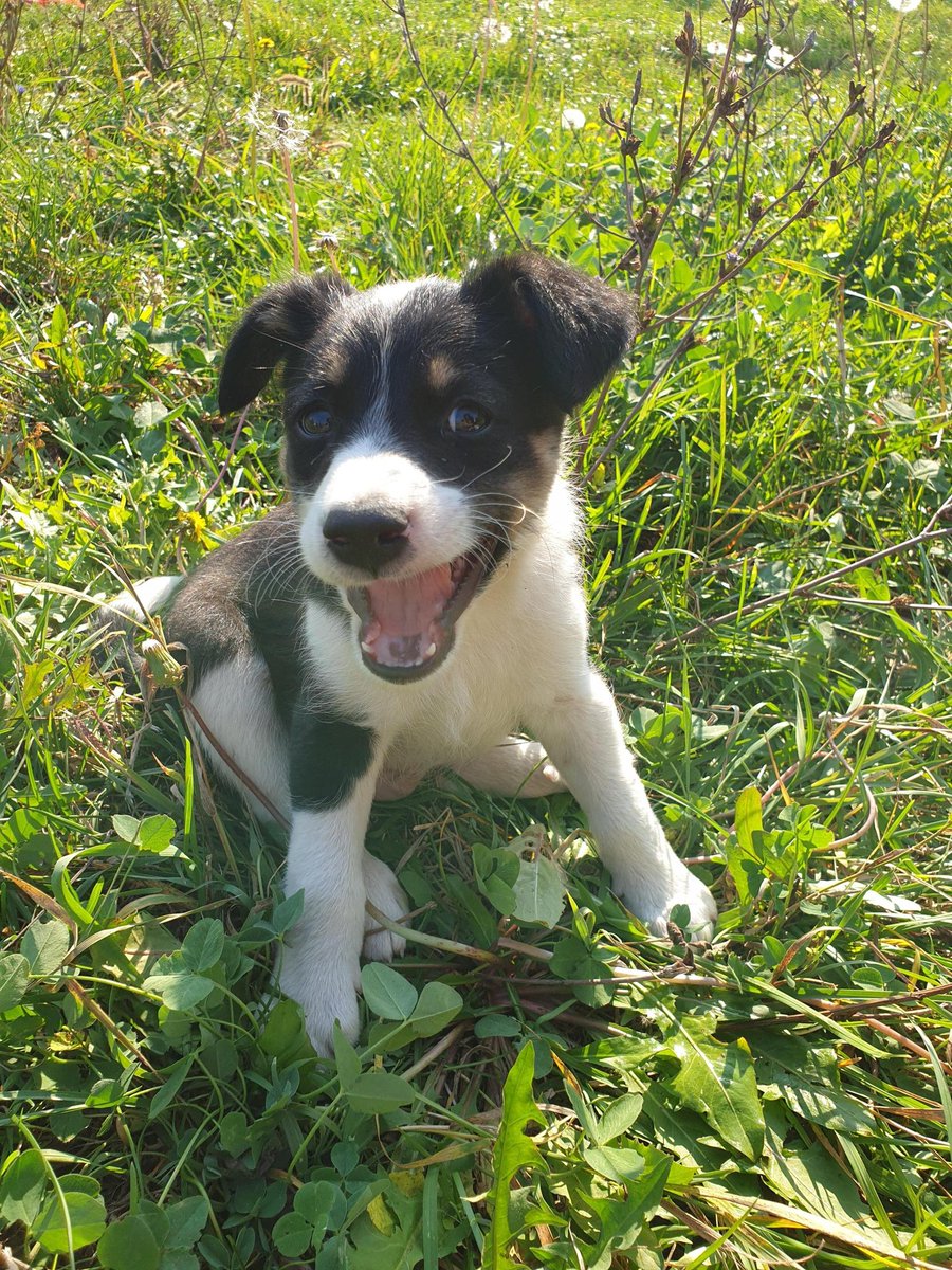 Puppies Source tweet media