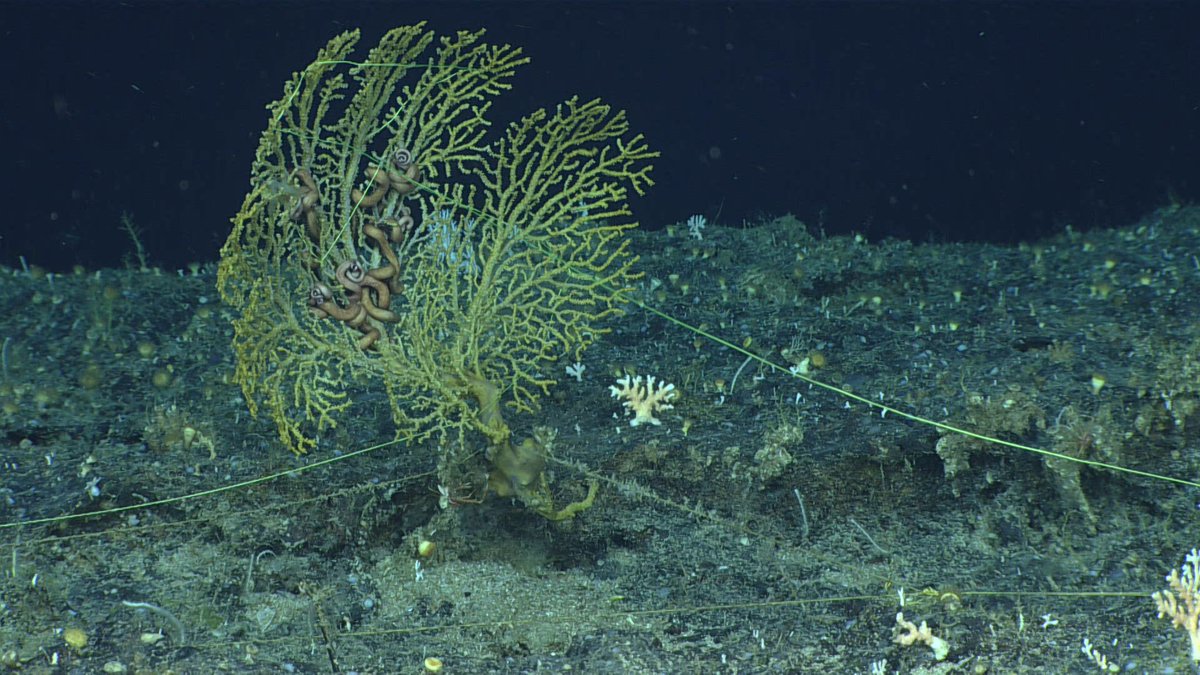 DeepSeaImage's tweet image. Fishing line, both old and new, as seen entangled on this fan coral, was prevalent throughout Dive 10 of the 2019 Southeastern U.S. Deep-sea Exploration.
📷NOAA
#deepsea #MarineLife #corals
