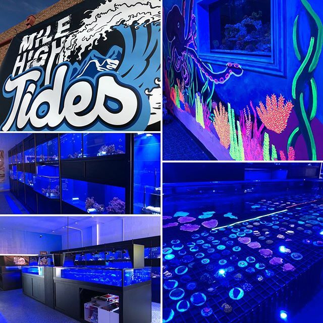 fishstreet_de's tweet photo. @milehightides is brand new and should be on your list when you are looking for good reef stuff https://t.co/nNgcxiyqLQ https://t.co/FXDXDEJ5zd