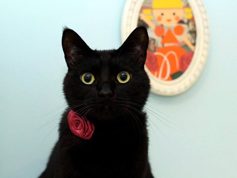 Kittyun, a thread
