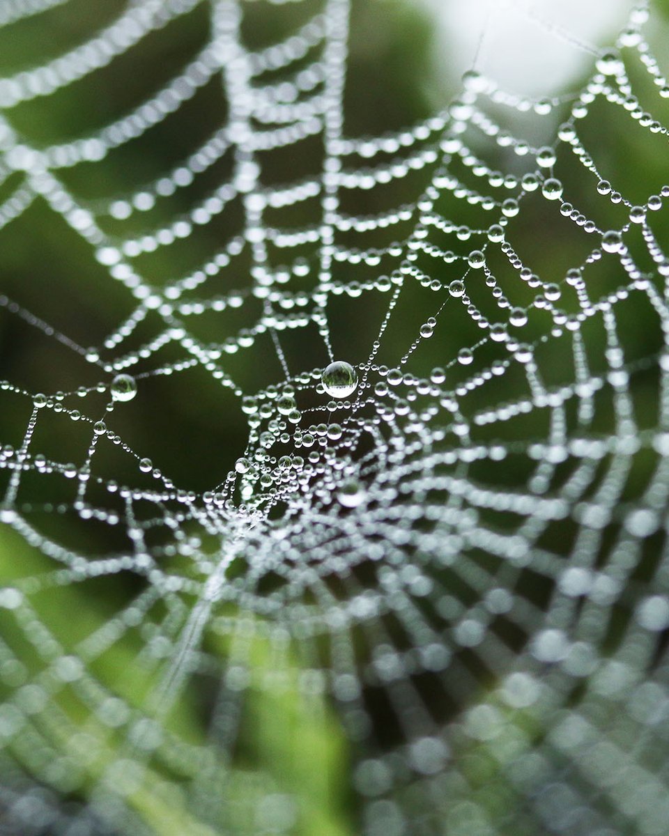 bolt_bslk's tweet photo. The tensile strength, durability, and softness of spider silk are what inspired our team to develop Microsilk™️. Check out our Materials Highlight on Instagram to get the #30secondscience behind this incredible material: https://t.co/Ae3510j6d7 #boltthreads #inspiredbynature https://t.co/tZfu57czsB