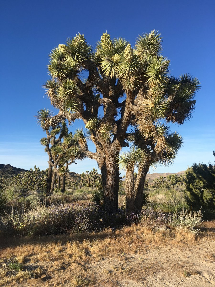Hey teachers! Come learn with us at @JoshuaTreeNPS 

Here are two upcoming educator workshop weekends that will be a lot of fun. #NGSS #EnviroLiteracy #GetOutdoors

See thread below for more information: