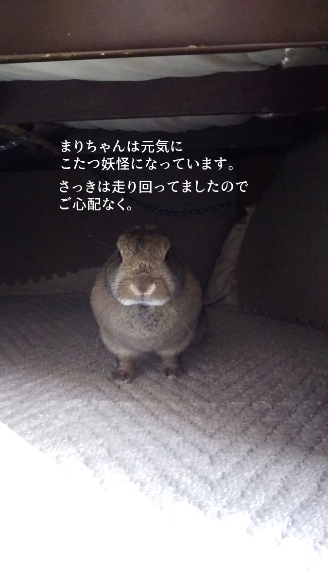脱臼騒動が終結したぜ!
O先生、吉本先生、本当にありがとう???

#じぶんの話 #うさぎ 