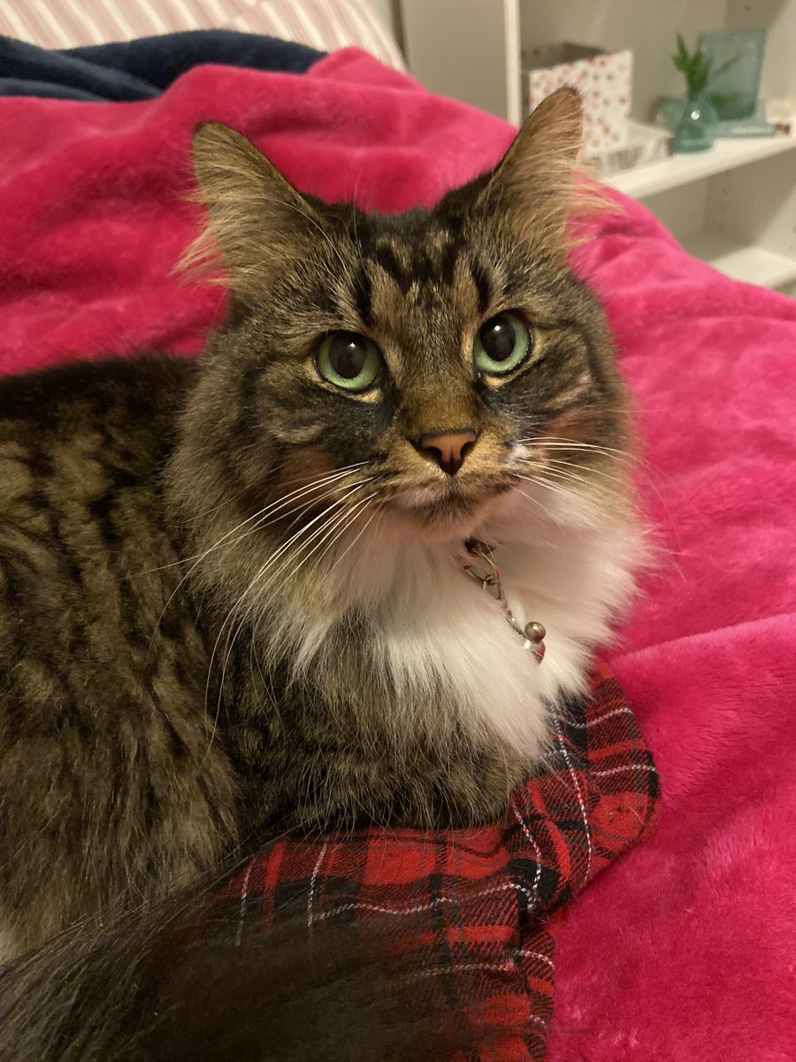 KittenChuck's tweet photo. @peetsfeets @kerrylalameow I nominate @Tonithecat32 https://t.co/oZiuZsZ9AQ