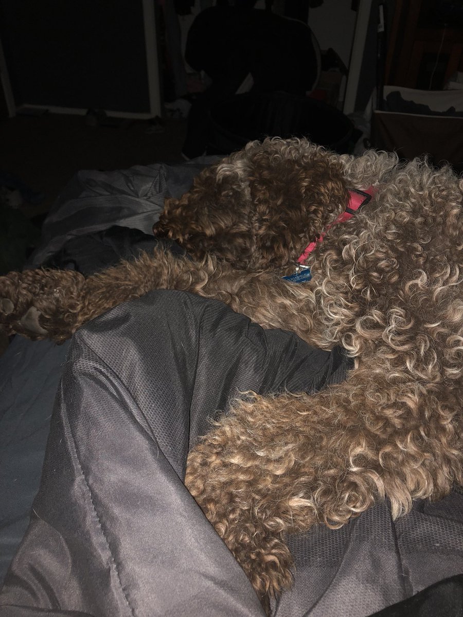 TheyCallMeCHONk's tweet photo. My sister went from that big ole floor, to this odd lil shape within a day😁 dont worry,  her furr wont look like this forever😁😁😁 its just to help with her skin https://t.co/pklLtjI0m4