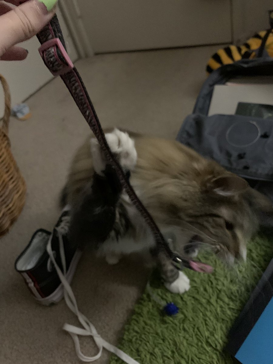 theobigboye's tweet photo. yuo. Wille. Not!!!!!! Comtaine.  Me!!!!! https://t.co/2cI6aMUO0g